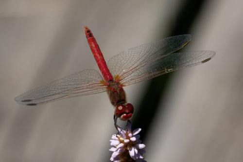 Sympetrum fonscolombii